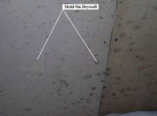 Mold on drywall